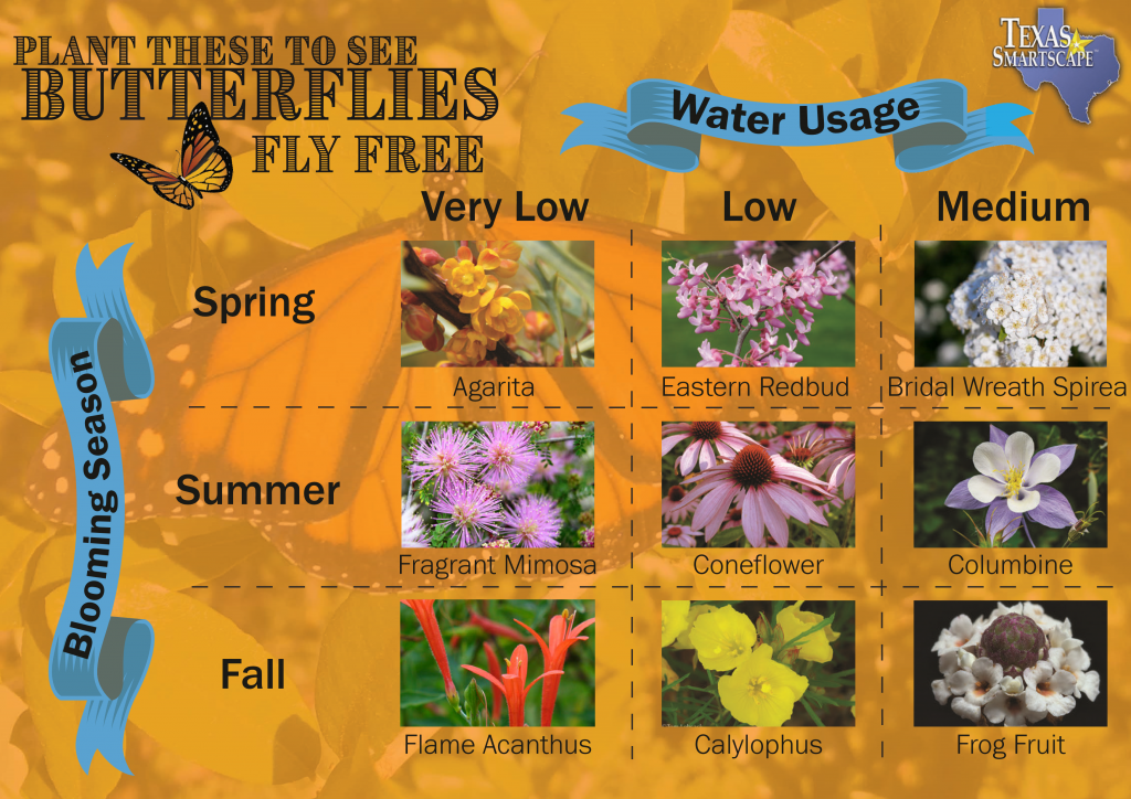 Plants that attract butterflies