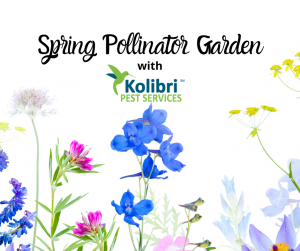Create a beautiful spring pollinator garden