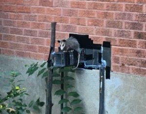 Wildlife can become unwanted guests in your home